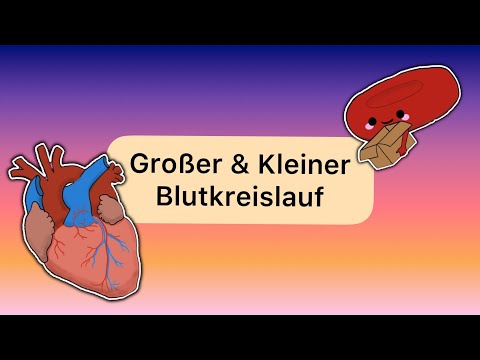 Large & small circulation (systemic & pulmonary circulation)
