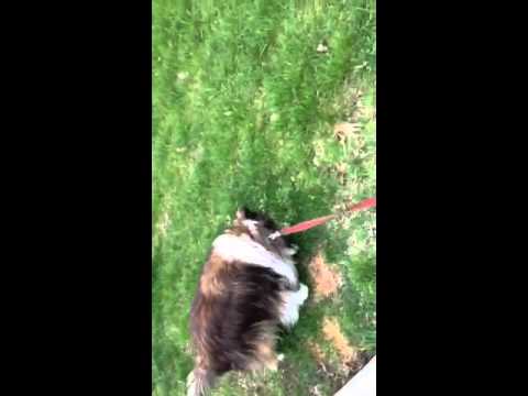 Sheltie and cat on a walk