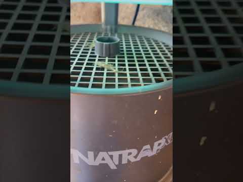 Experience a Bug-Free Environment: DynaTrap DT2000XLP-TUNSR Review