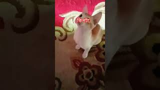 Download lagu জানকে কেমন লাগে জানাবেন mp3 Download lagu জানকে কেমন লাগে জানাবেন mp3