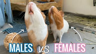 Male or Female Guinea Pigs || Which One is Better?