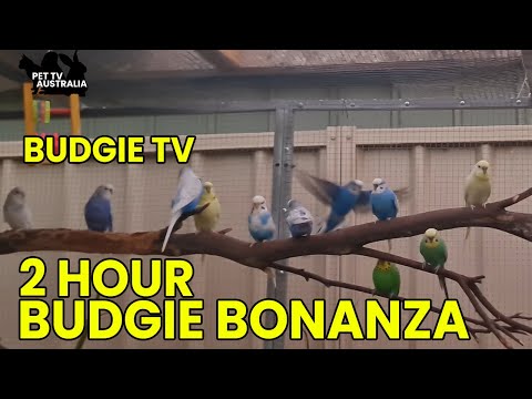 Budgie TV - Happy, Active, Playful Budgie Sounds, Help your bird sing