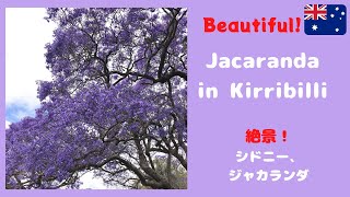 Beautiful Jacaranda, Kirribilli 【Milson park】　シドニーでお花見！ジャカランダ