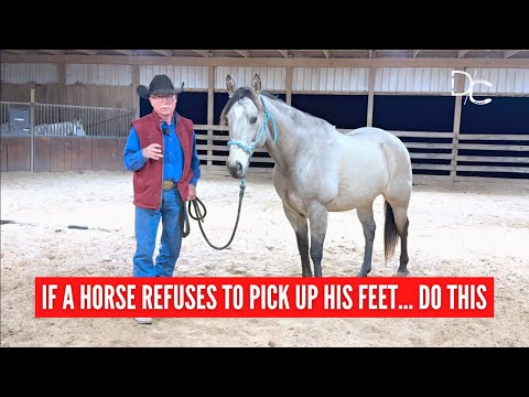 Overcoming Resistance: Get A Horse to Pick Up its Feet with Ease