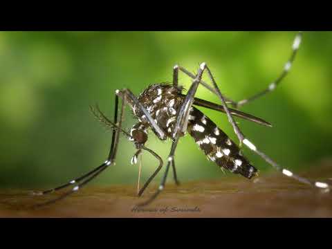 Bruit du moustique - le vrombissement
