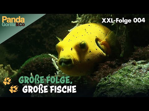 XXL-Aquarium-Spezial: Wir tauchen ab in die Unterwasserwelt im Zoo | Panda, Gorilla & Co.