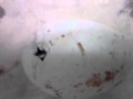 Flamingo Egg Starting To Hatch