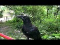 Во́рон Raven name, İsme - "Vorya 