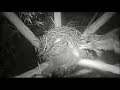 Presidio SF Raptor Cam Male GHO Brings Prey Eats On Nest 3 39 AM 2 14 19