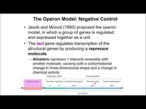 Ch. 16 - Regulation of Geen Expression in Prokaryotes