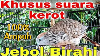 Download lagu specifically the sound of the local gacor turtledove fishing rod mp3