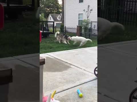 I can't stop watching this 😂 #viralvideo #shortvideo