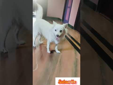 #dogs #petlovers  #Nila #vicky birds #trending #natural #happiness