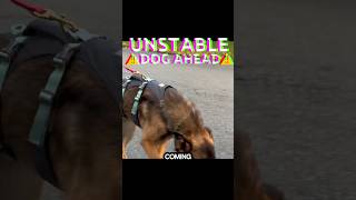 ⚠️UNSTABLE DOG AHEAD⚠️ What to do next
