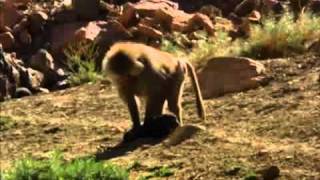 Baboons kidnap and raise feral dogs as pets