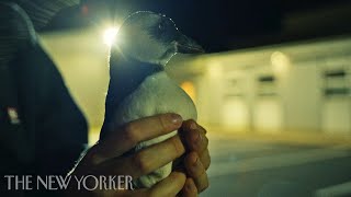Baby Puffins Meet Their Unlikely Saviors | Puffling | The New Yorker Documentary