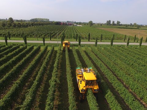 X2 vendemmiatrici  Gregoire G8.260 |Vendemmia 2017|