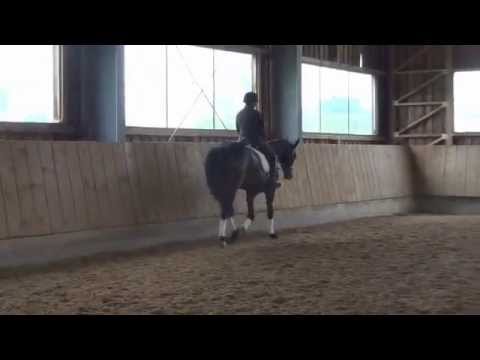 Dressurstute von Quaterback x Rutilus x Welt As *2009