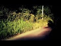 Hysterical Injury - Visions of Trees 
