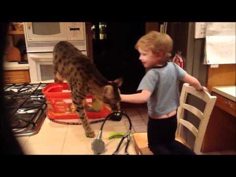 Savannah Cat playing with Child