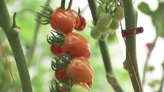 Using the sun to revolutionise agriculture Using the sun to revolutionise agriculture