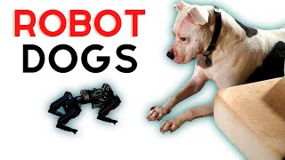 Robot Dogs: A Programmer's Best Friend