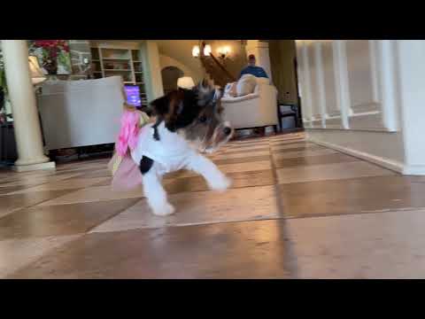 Bella - Biewer Yorkie - mp4 - 720p - 30fps