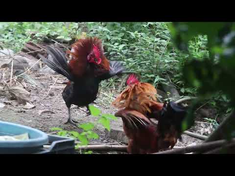 Rooster Versus Rooster: A Comedic Video. 🐓😂 #Rooster #Fight #Comedy