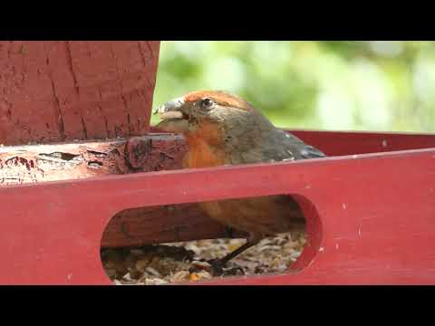 Orange sparrow in our backyard