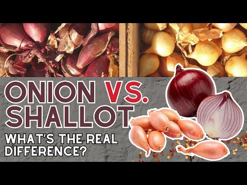 Onions or Shallots? The Secret Every Home Cook Should Know