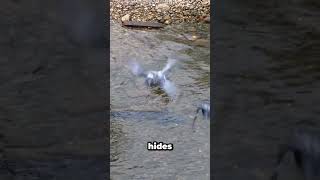 When catfish hunt doves ( @underwaterworld.official )