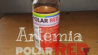 Download lagu Artemia POLAR RED artemia praktis untuk ikan guppy mp3 Download lagu Artemia POLAR RED artemia praktis untuk ikan guppy mp3