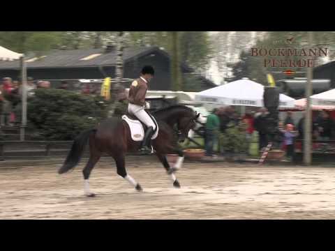 "Radisson" v. Rock Forever I - Sevillano xx / Hengstvorführung Turnier 2014- Böckmann Pferde