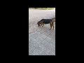 Cute Dog Catch Something Then Walkaway Whos That Dog PetLover FamilyDog Hammyandolivia CuteAnimals N