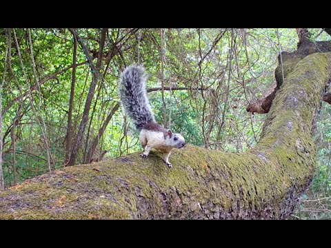 Variegated Squirrel - Tico Times