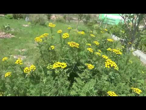 TANSY (Tanacetum vulgare) - Bitter Buttons, Cow Bitter, Golden Buttons - Medicinal Use & History