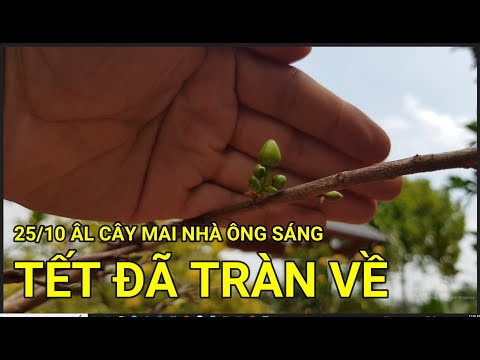 🔴 QBS22317 - CÂY MAI NHÀ ÔNG SÁNG TÚT LÁ TRƯỚC TẾT 75 NGÀY | THỜI ĐIỂM TÚT LÁ MAI VÀNG MIỀN BẮC