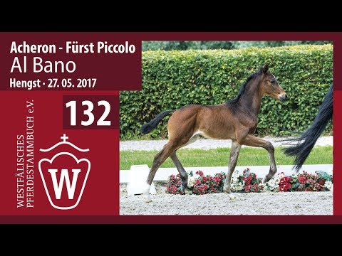 132 Al Bano  Hengst v. Acheron - FürstPiccolo