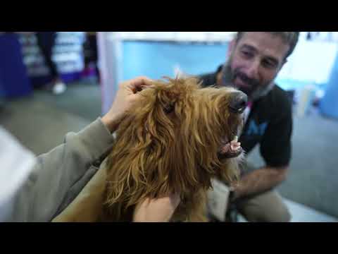 Dog Lovers Festival, Sydney