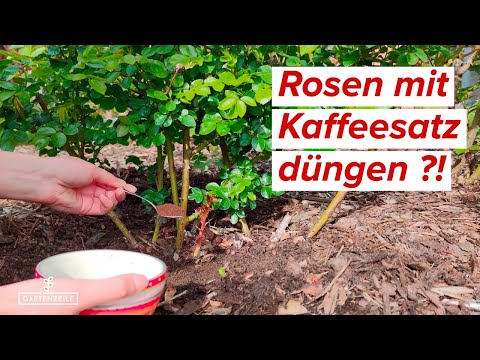 Rosen mit KAFFEE düngen ? Das solltest du dabei unbedingt beachten!