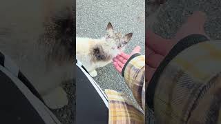 野良猫との戯れ115 #野良猫