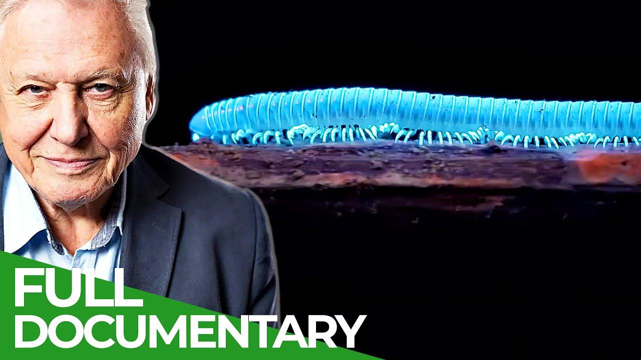 David Attenborough's Wild City: Forest Life