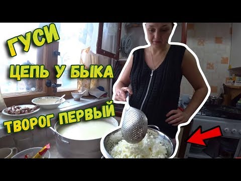 ✅Гуси // Цепь у быка // Творог первый // Выкинь свои очки