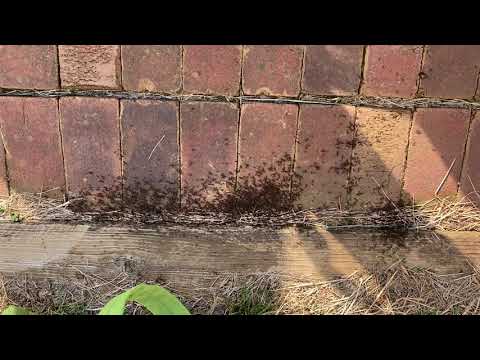 So You Think You Have Ants?