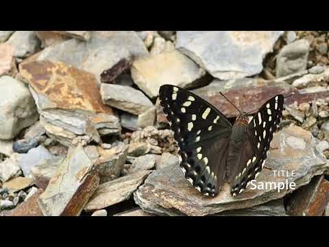 エルウェスイチモンジ Chalinga elwesi