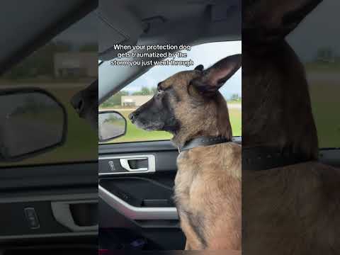 This Belgian Malinois never runs out of energy.#dog #dogsoftiktok #malinois #belgianmalinois #fyp