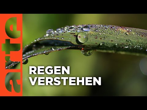 Regen: Eine Geschichte des Lebens | Doku HD | ARTE
