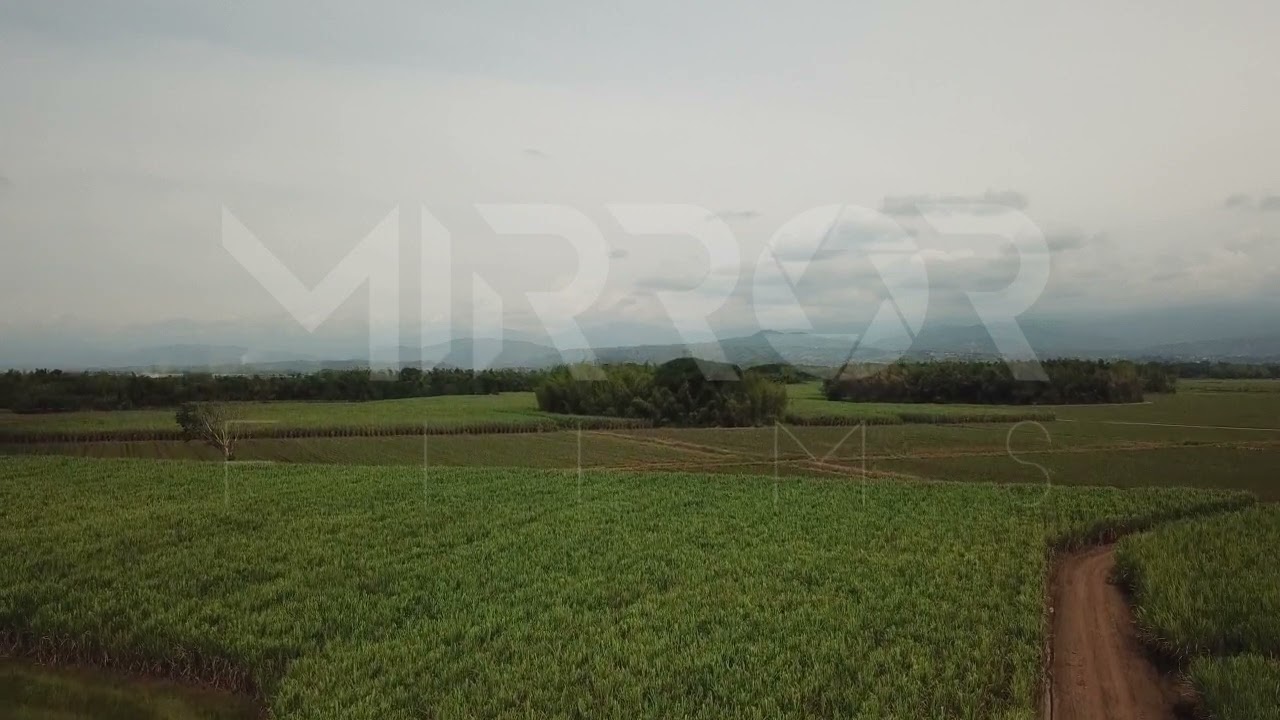 Cultivo de Caña P1