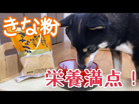 柴犬 犬はきな粉を食べても大丈夫？栄養価が高くおすすめ！【豆柴】Shiba Inu dogs eat kinako