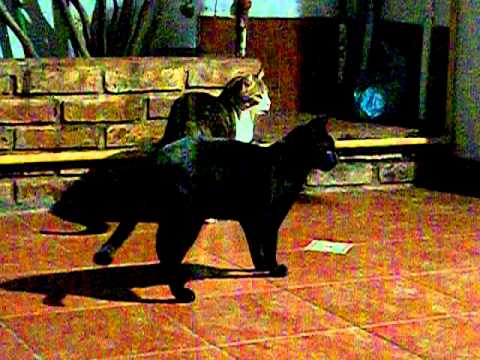 pelea de gatos ringo y nazira